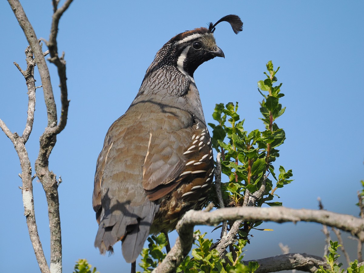 California Quail - ML663090610
