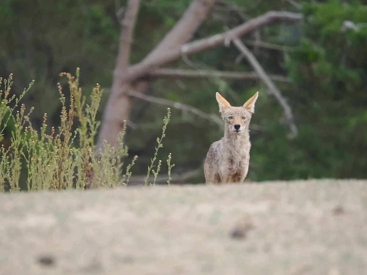 Coyote - ML663090754