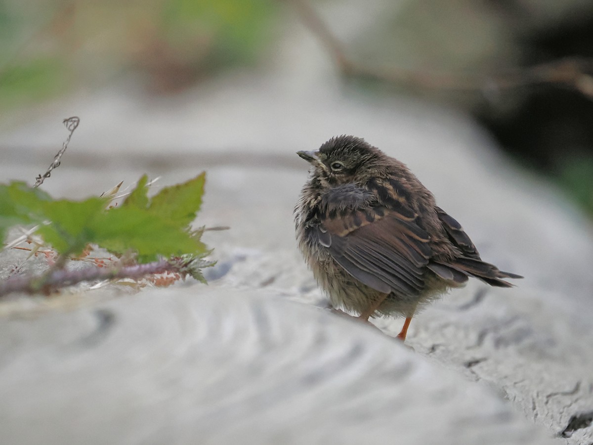 Song Sparrow - ML663090856