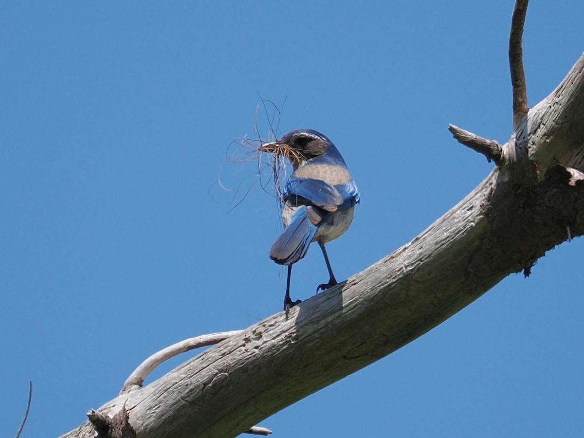 California Scrub-Jay - ML663091059