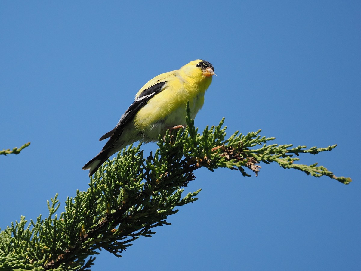 American Goldfinch - ML663091301