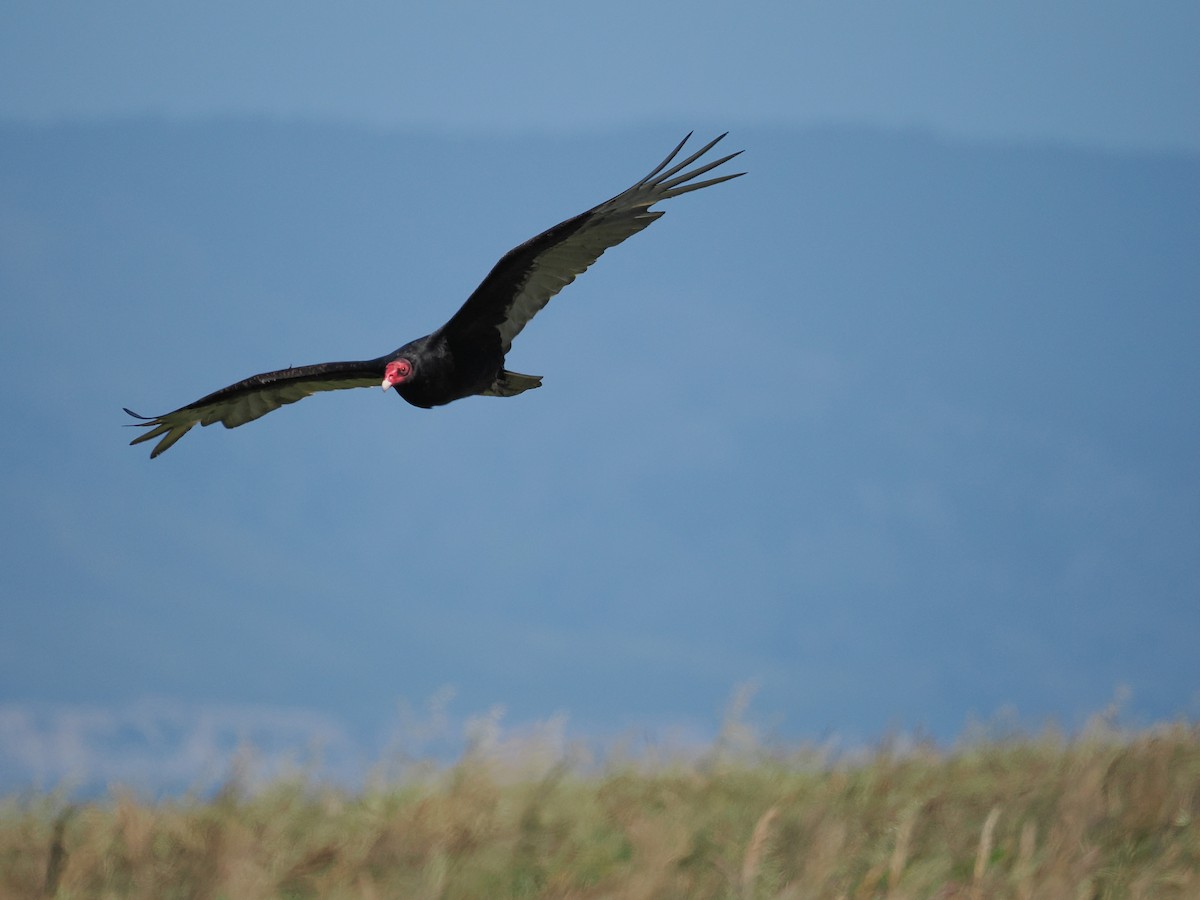Turkey Vulture - ML663091302