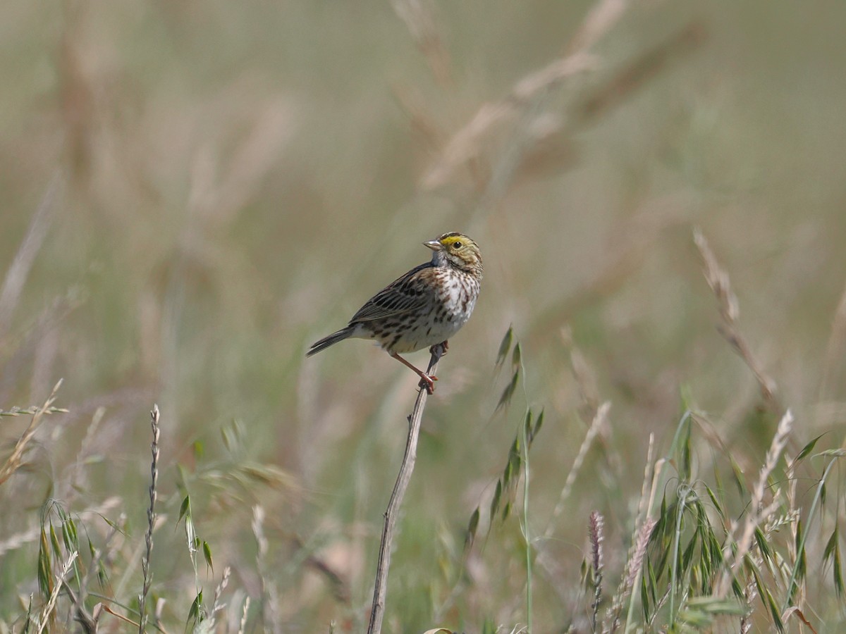 Savannah Sparrow - ML663091307
