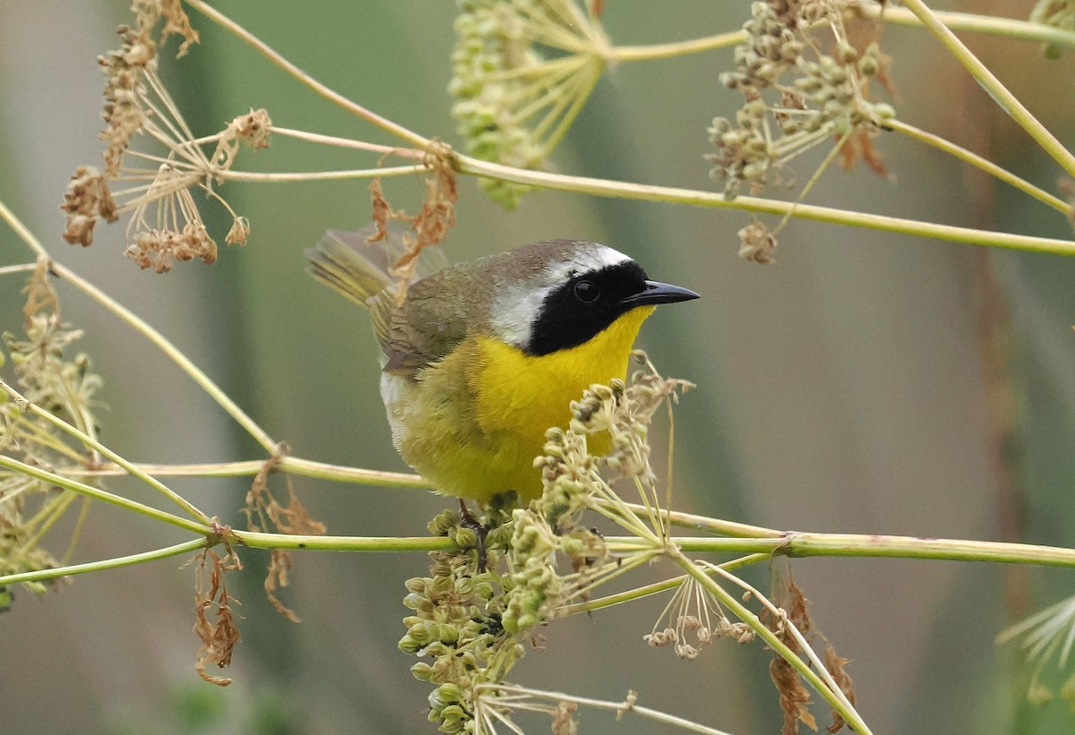 Common Yellowthroat - ML663091472