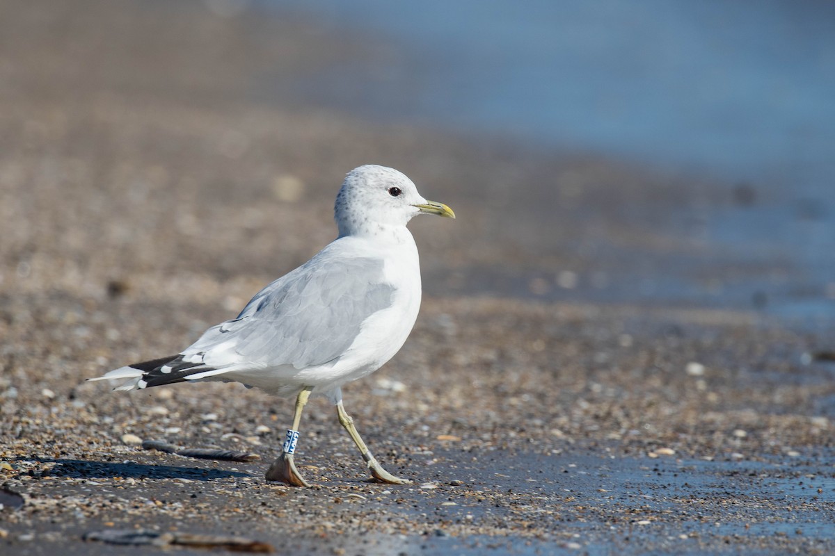 Common Gull (European) - Nick Dorian