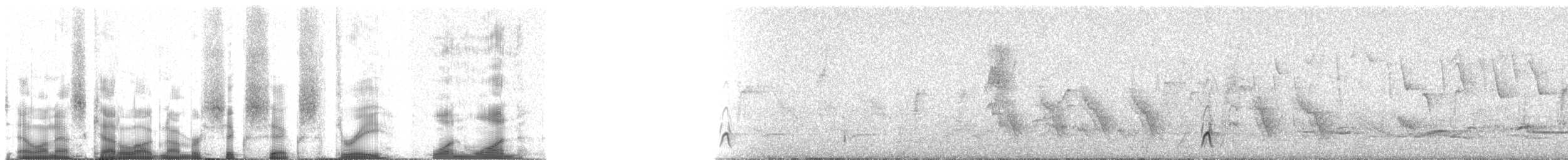 Schwarzschnabeldrossel (debilis) - ML66311