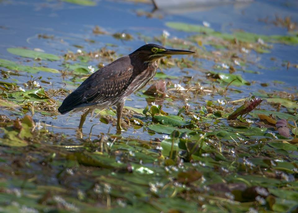 Green Heron - ML66312071