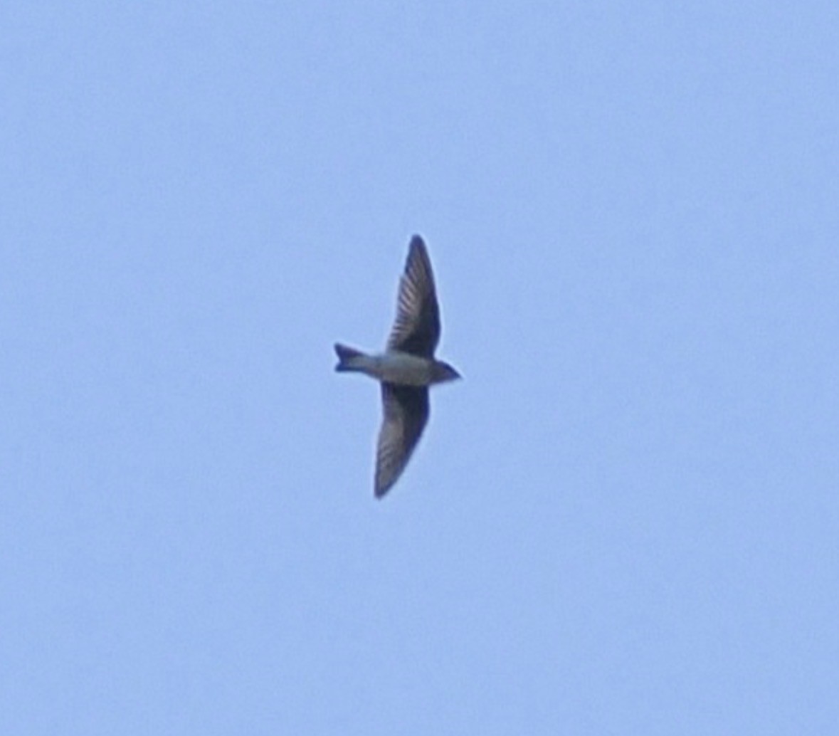 swallow sp. - ML663147078