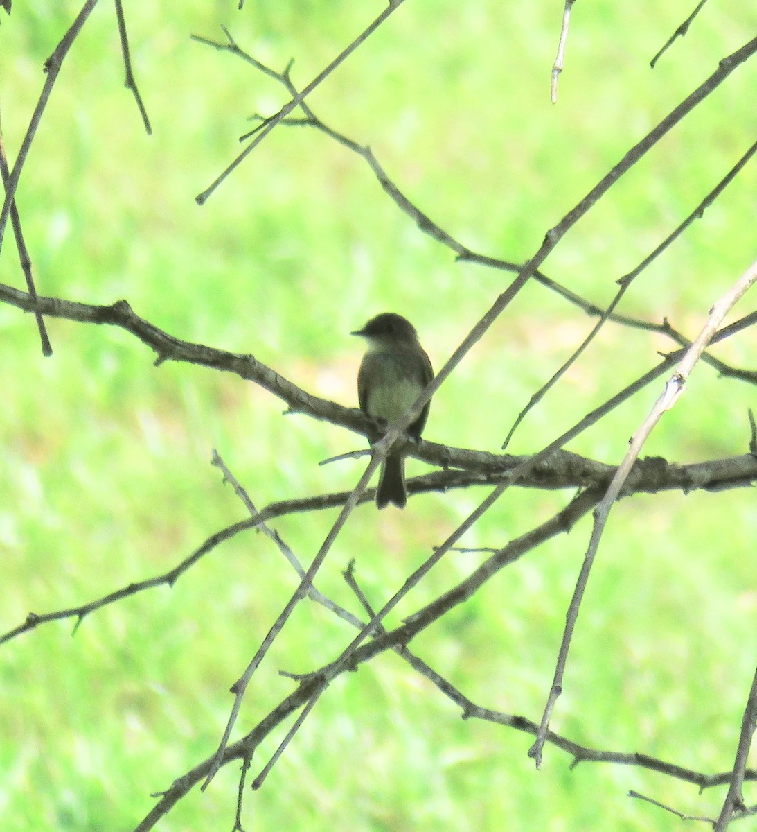 Eastern Phoebe - Ann Tanner