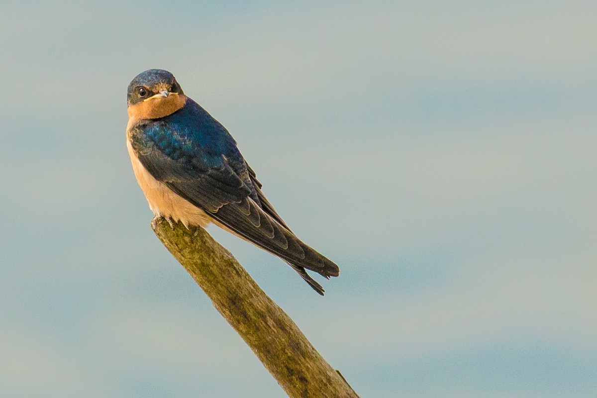 Barn Swallow - ML66315281