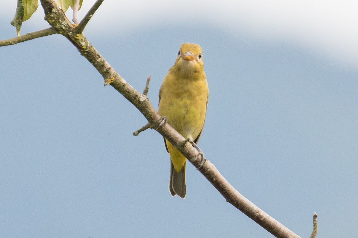 Piranga à tête rouge - ML66315571