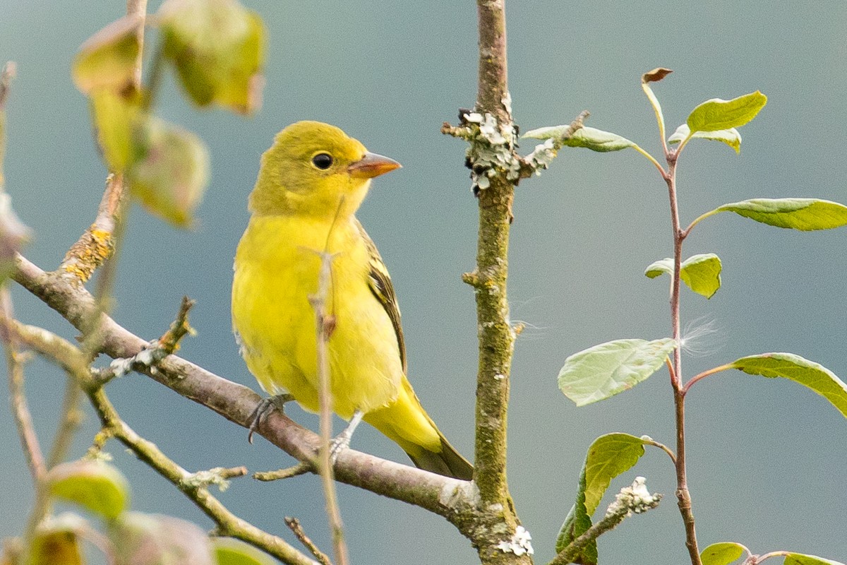 Western Tanager - John Reynolds