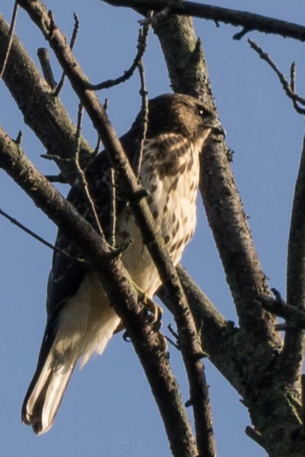 Broad-winged Hawk - Ira Rd Birders