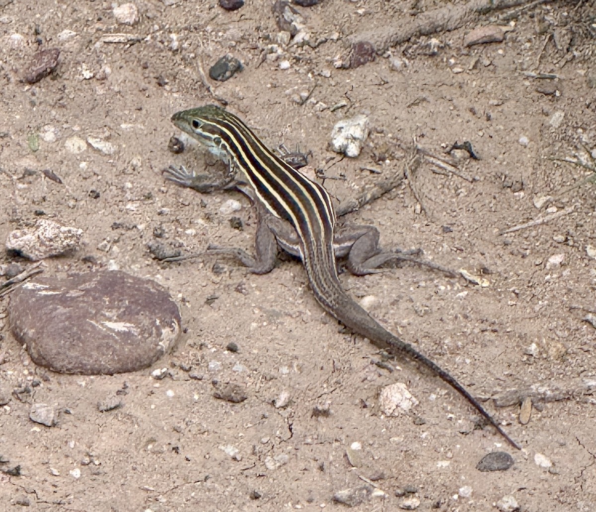 Desert Grassland Whiptail - ML663190240