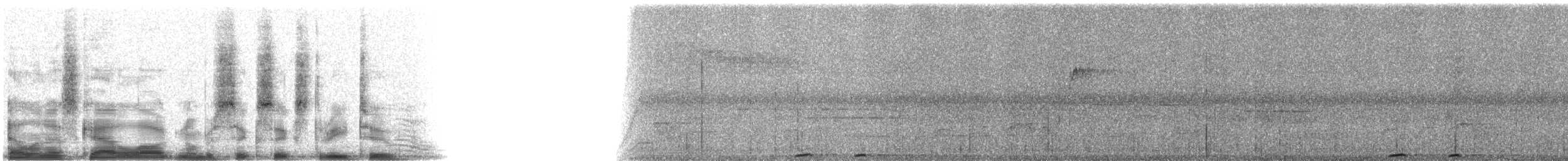 Lesson's Motmot - ML6632