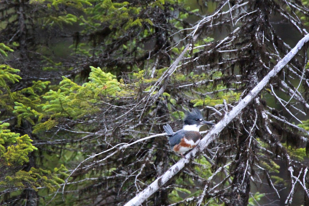Belted Kingfisher - ML66320231