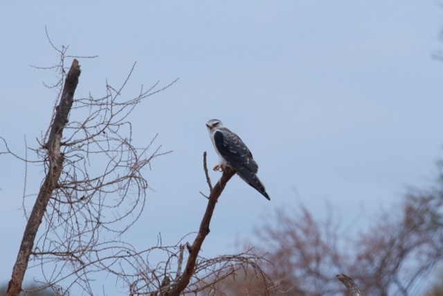 Black-winged Kite - ML66320851