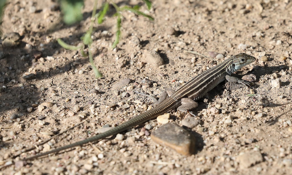 Sonoran Spotted Whiptail - ML663214070
