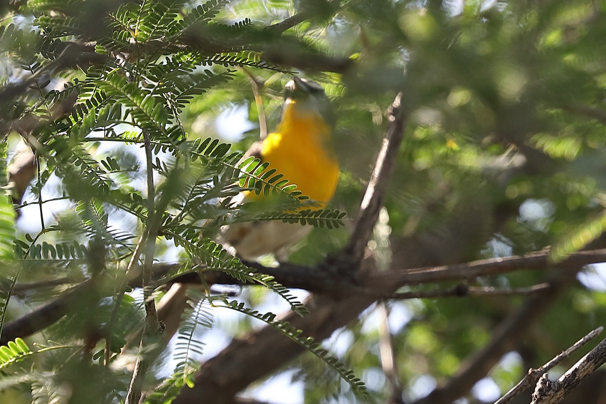 gulbrystparula - ML663214165
