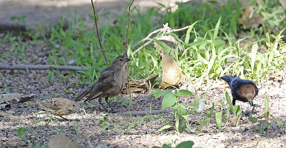 brunhodetrupial - ML663214255