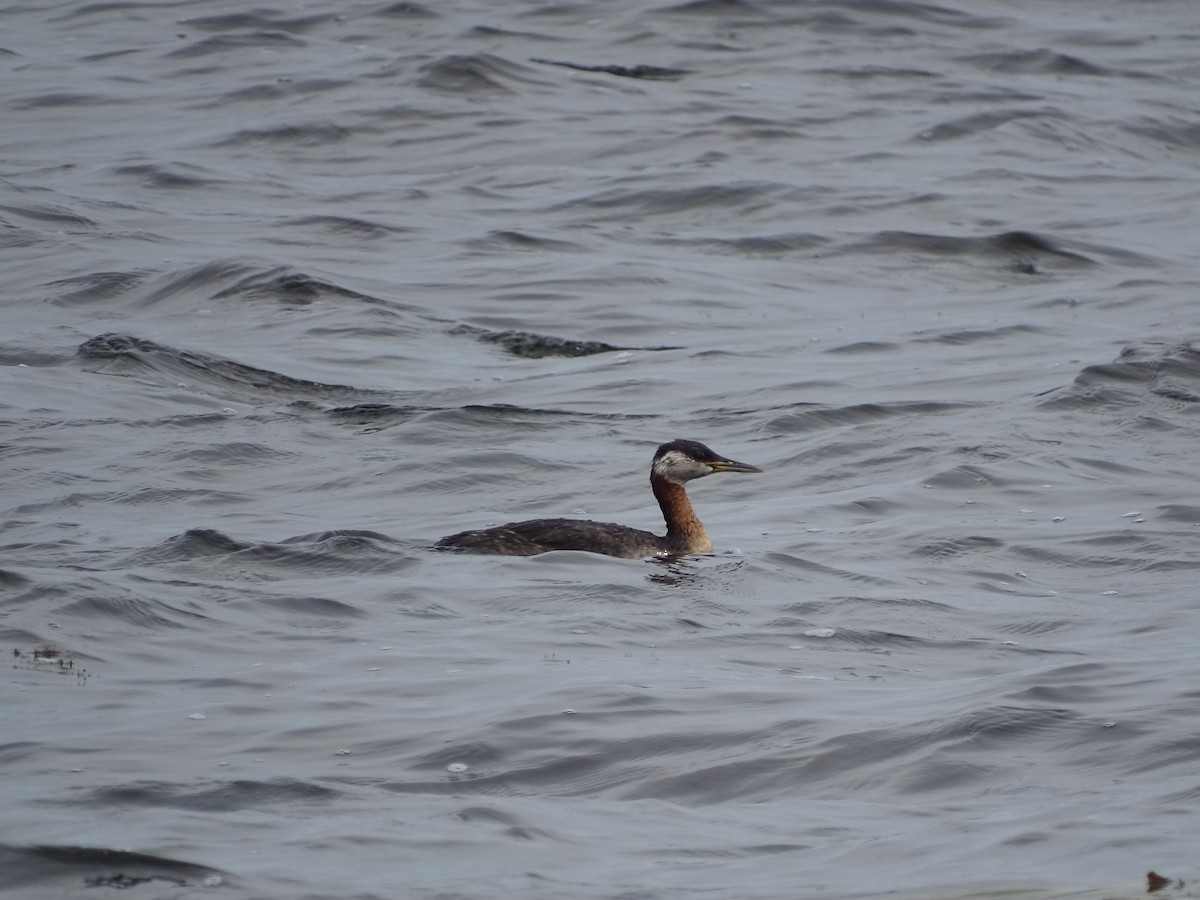 Red-necked Grebe - ML66322511