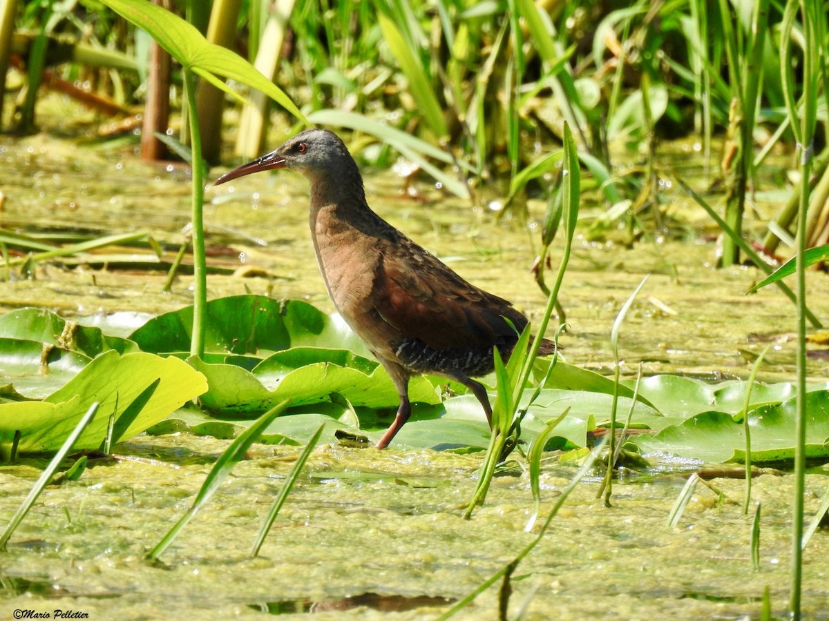 Virginia Rail - ML66322711