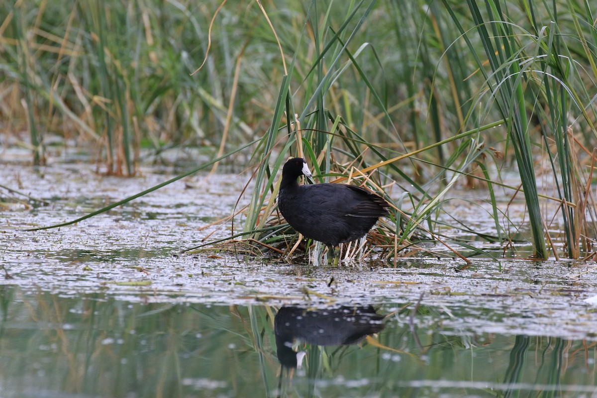 American Coot - ML66322931