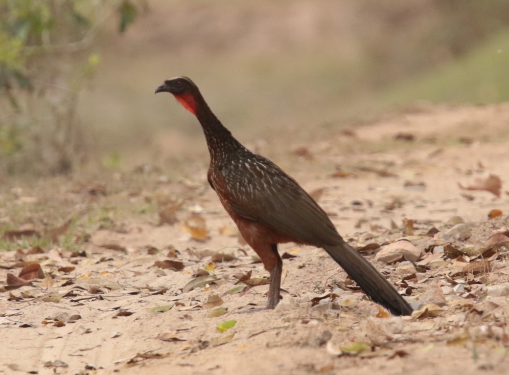 Chestnut-bellied Guan - ML66323091