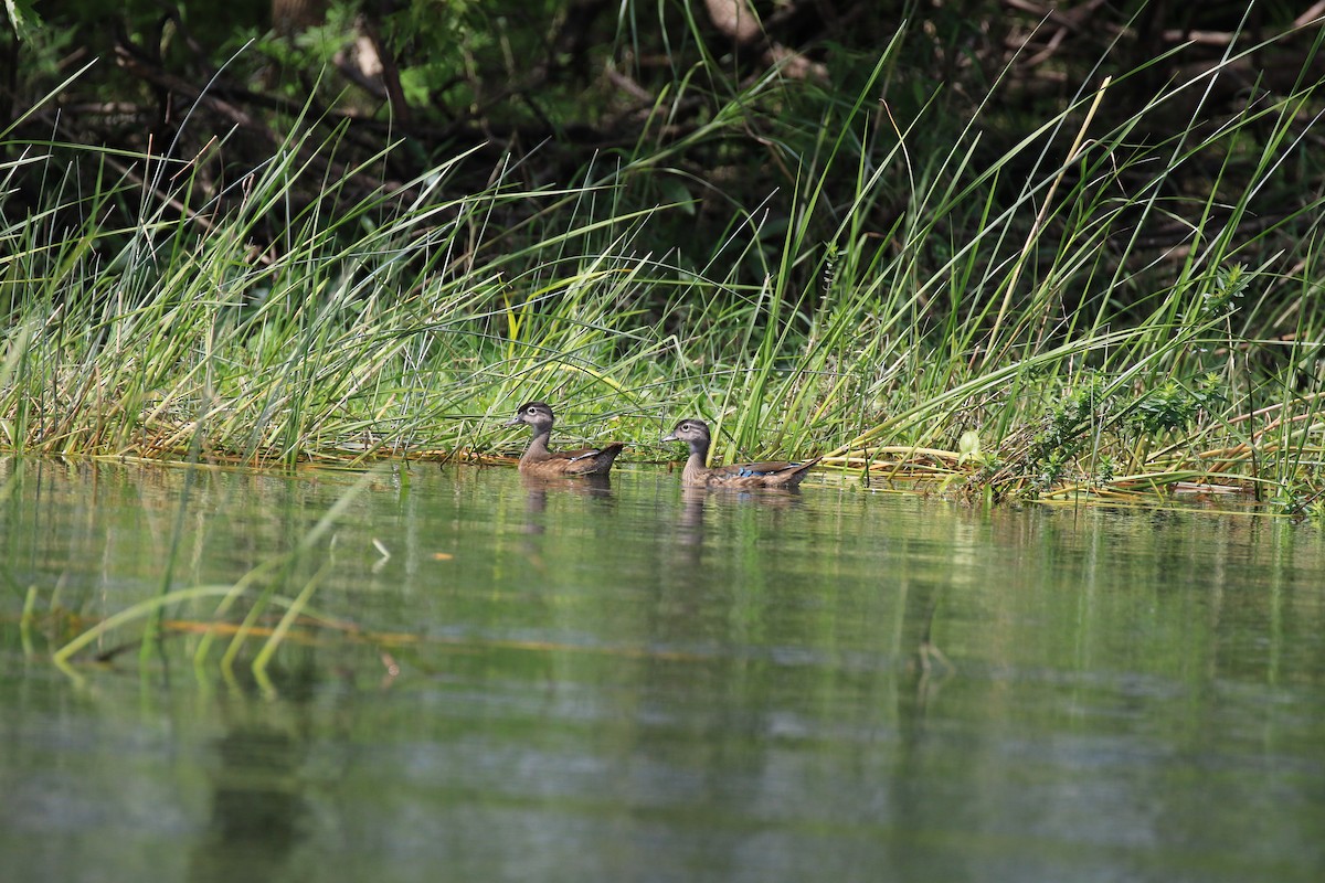 Wood Duck - ML66323241