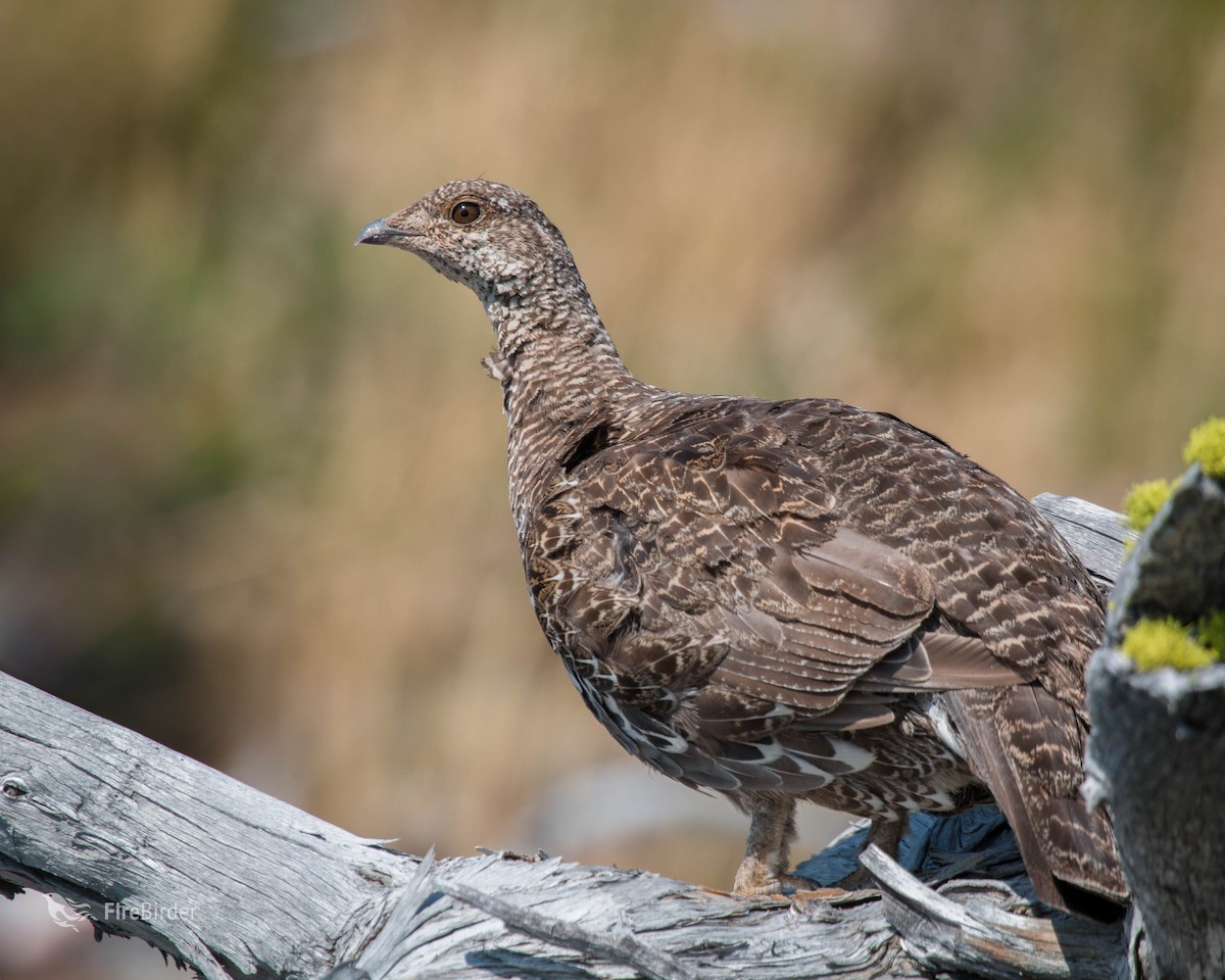 Dusky Grouse - ML66324121