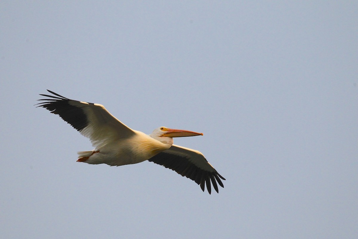 American White Pelican - Douglas Faulder