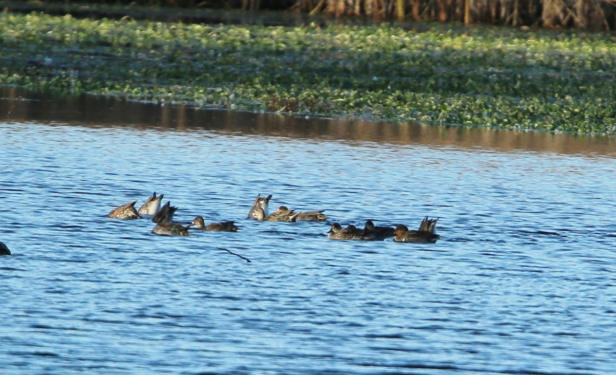 Blue-winged Teal - ML66324981