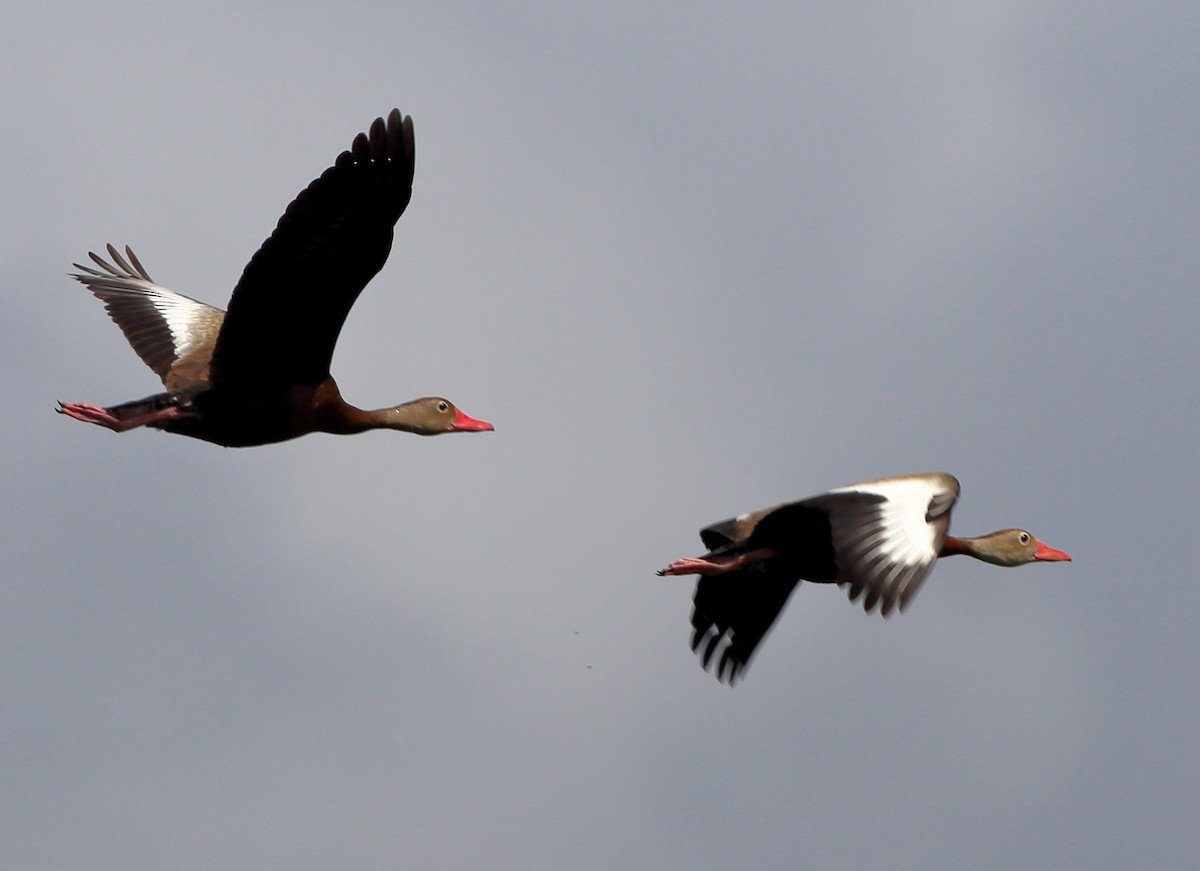 Black-bellied Whistling-Duck - Richard Kinney