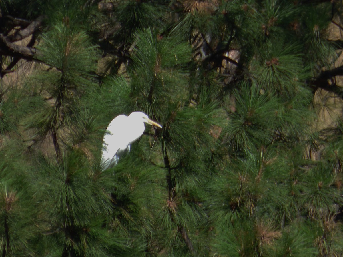 Great Egret - ML66326051