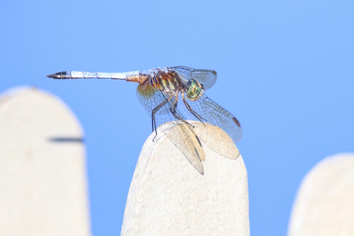Dragonflies and Damselflies - ML663262911
