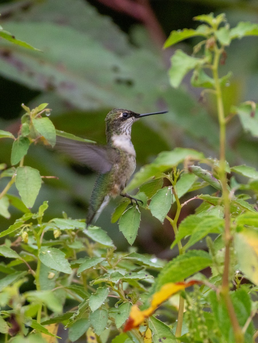 Ruby-throated Hummingbird - ML663265539