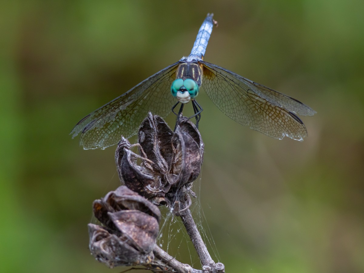 Blue Dasher - ML663265599