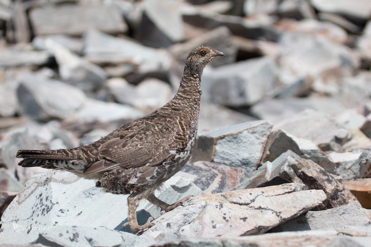 Dusky Grouse - ML66326621