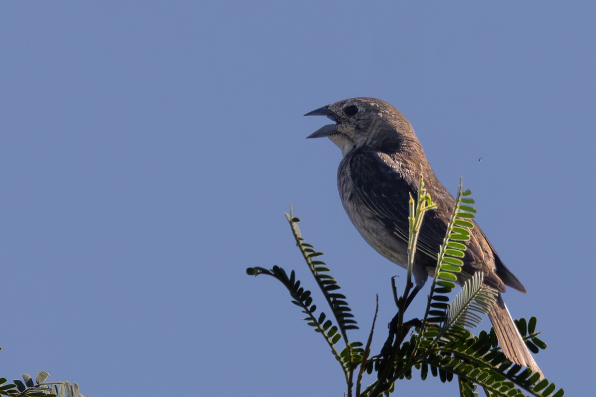 brunhodetrupial - ML663276068