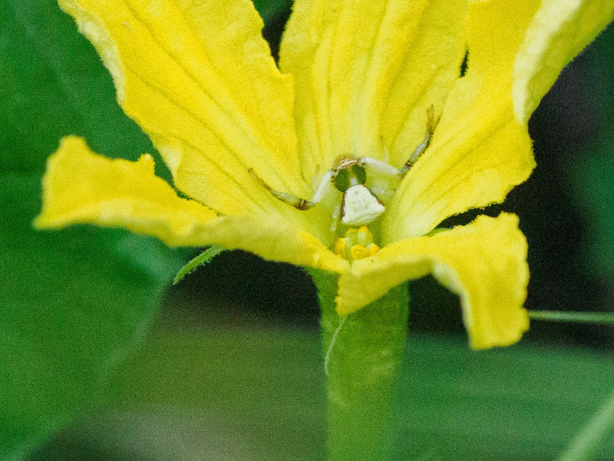 White-banded Crab Spider - ML663276751