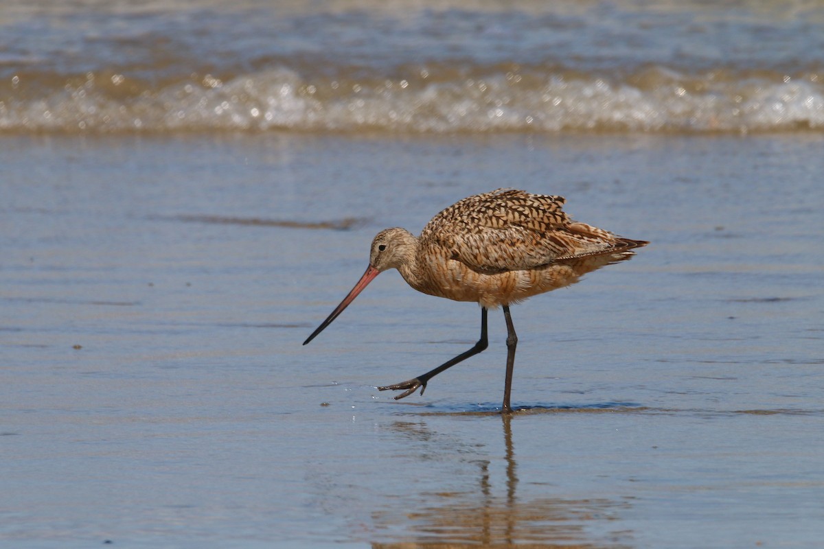 Marbled Godwit - ML66327891