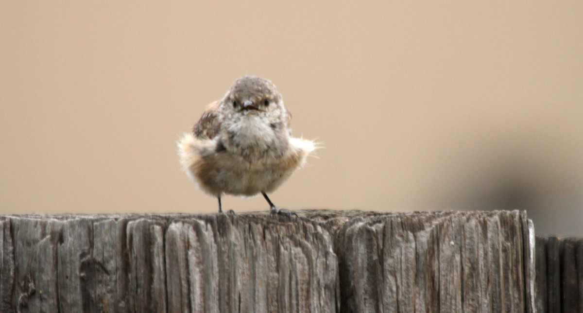 Rock Wren - ML66327911