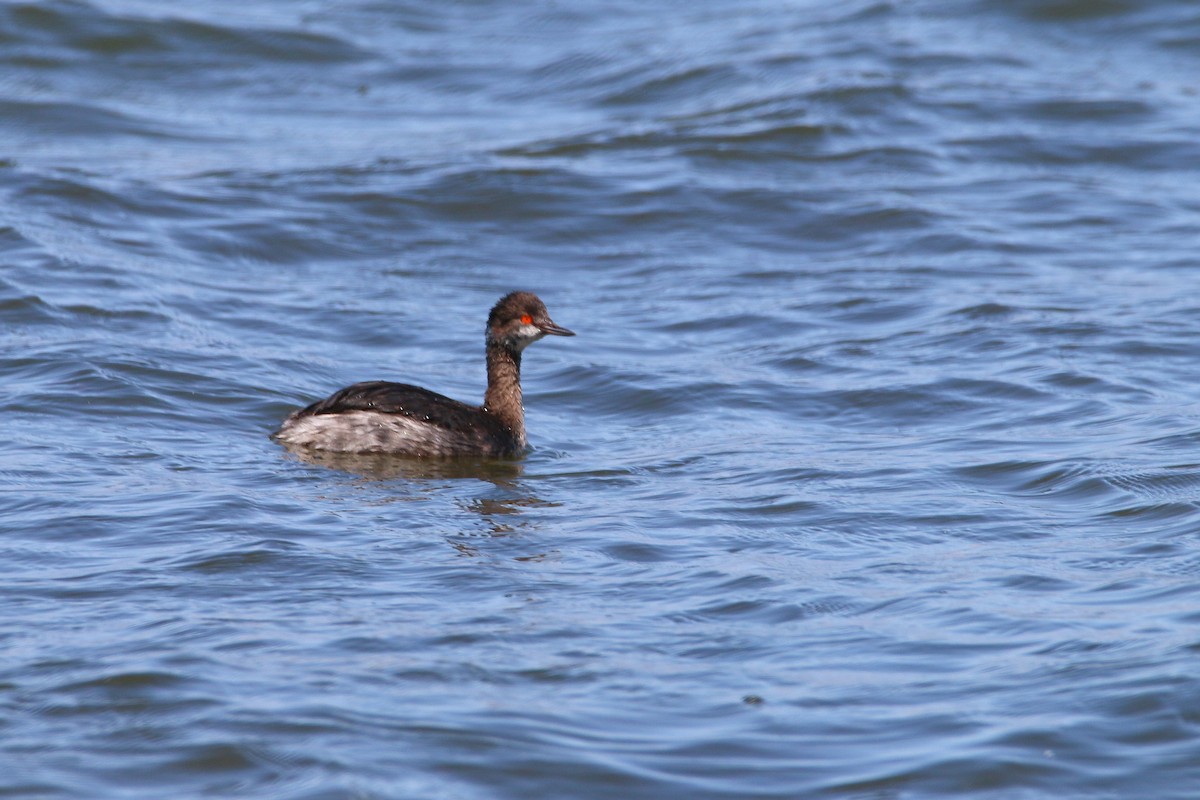 Eared Grebe - Devin Griffiths