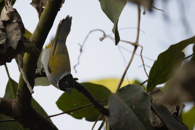 White-collared Oliveback