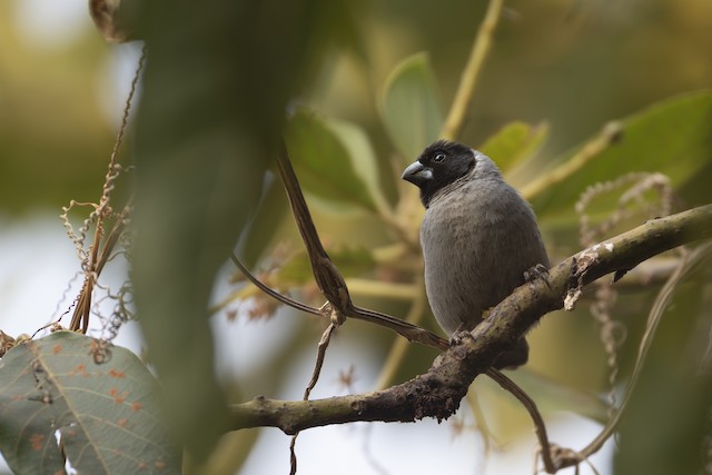 White-collared Oliveback
