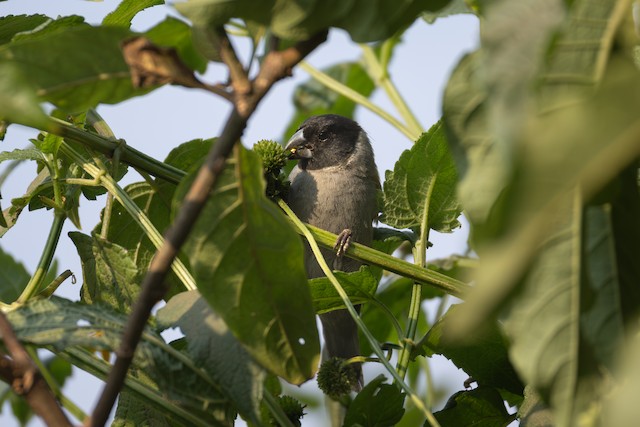 White-collared Oliveback