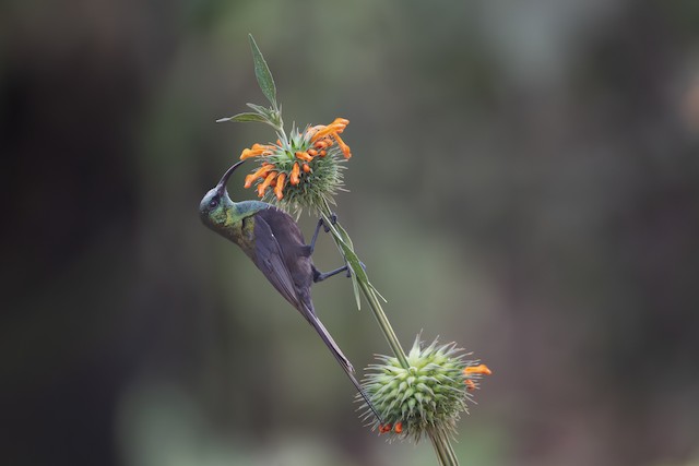 Bronze Sunbird