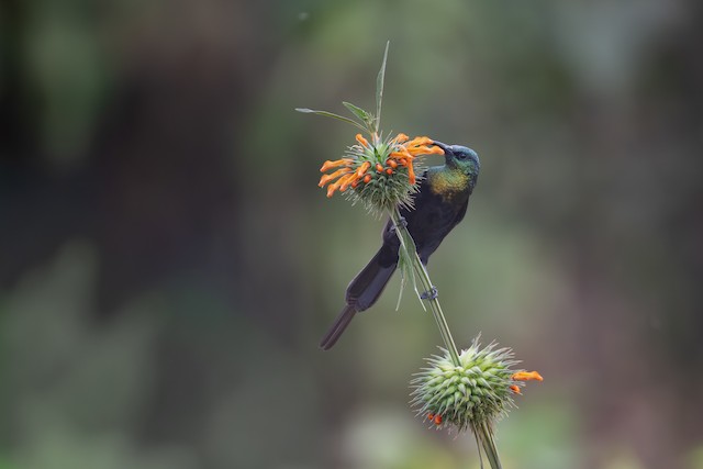 Bronze Sunbird