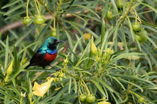 Red-chested Sunbird (Cinnyris erythrocercus) — best photo, 1 in total