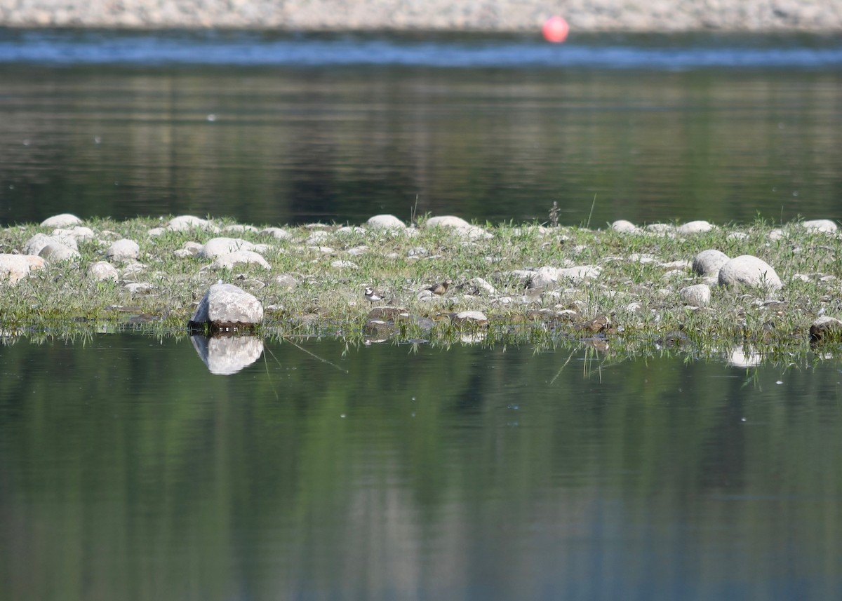 Semipalmated Plover - Julia Cedar